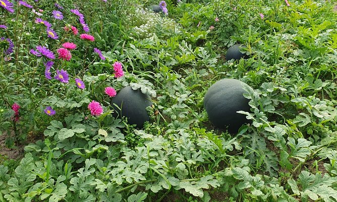 Wassermelonen im Spreewald (Foto: Manuela Rieger)