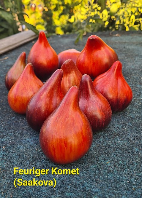 Feuriger Komet (Saakova) (Foto: Karsten Stiehler) Feuriger Komet (Saakova) (Foto: Karsten Stiehler)