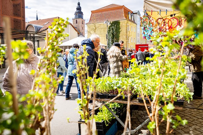 Pflanzenmarkt in Sondershausen im September (Foto: Janine Skara)