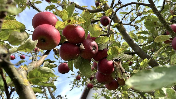 Äpfel im Schrebergarten (Foto: Eva Maria Wiegand) Äpfel im Schrebergarten (Foto: Eva Maria Wiegand)