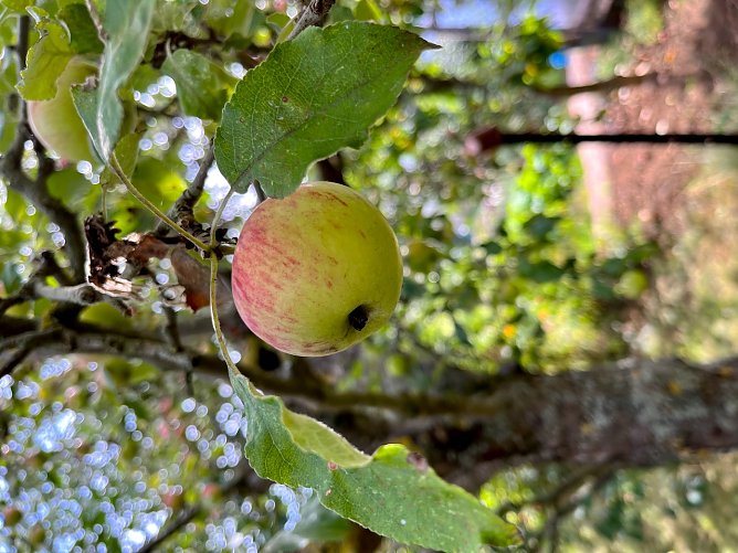 Apfel am Baum (Foto: Emw) Apfel am Baum (Foto: Emw)