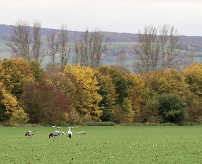 Kraniche am Stausee in Kelbra (Archiv) (Foto: Eva Maria Wiegand) Kraniche am Stausee in Kelbra (Archiv) (Foto: Eva Maria Wiegand)