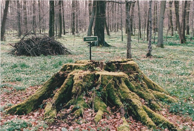 Stumpf einer Mutterblutbuche - April 1999 (Foto: H. Nagel)