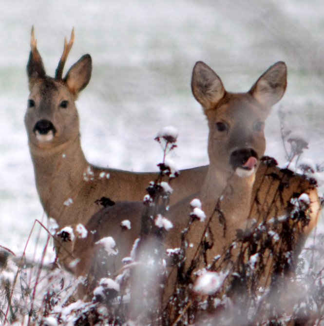 Rehe im Schnee (Foto: Nancy Lüdecke) Rehe im Schnee (Foto: Nancy Lüdecke)