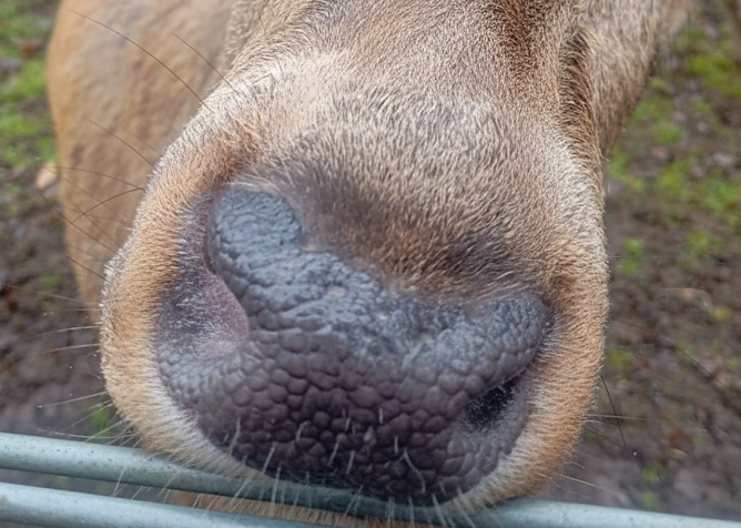 Hirsch oder Elch? im Nordh&auml;user Stadtpark (Foto: Frank Hilpert)
