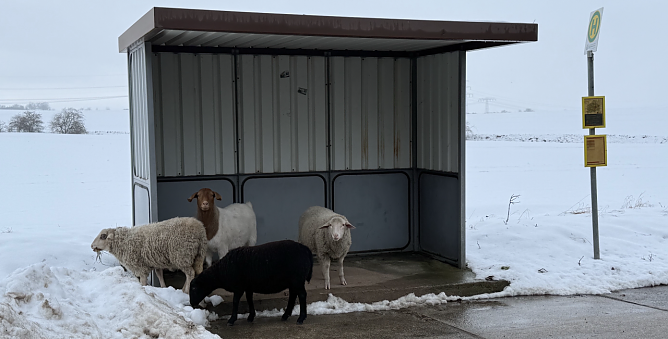 Die Tiere standen zeitweise an einer Bushaltestelle. (Foto: Silvio Dietzel)