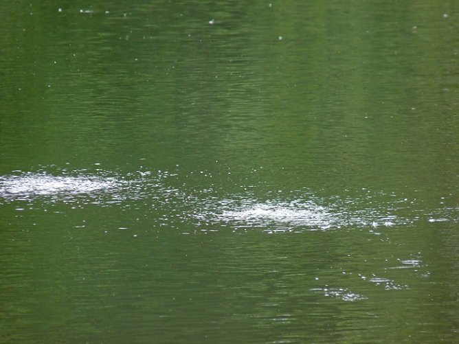 Bel&uuml;ftung Parksee (Foto: Karl-Heinz Herrmann)