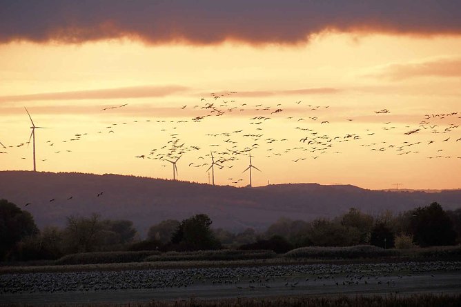 Derzeit sind viele Kraniche auf ihrem R&uuml;ckflug in den Norden.  (Foto: Archivbild: Peter Blei)