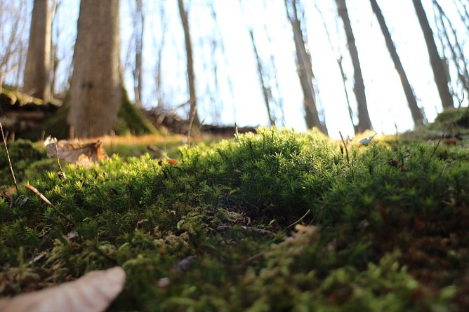 Im Fr&uuml;hjahr tut sich am Waldboden so einiges. (Foto: agl)