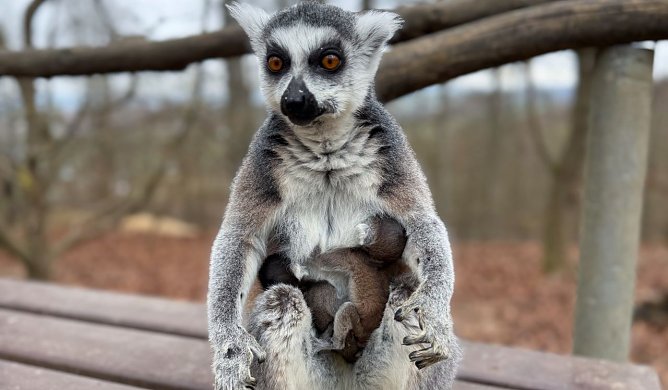 Eine Katta-Mama mit ihrem Baby. (Foto: Silvio Dietzel) Eine Katta-Mama mit ihrem Baby. (Foto: Silvio Dietzel)