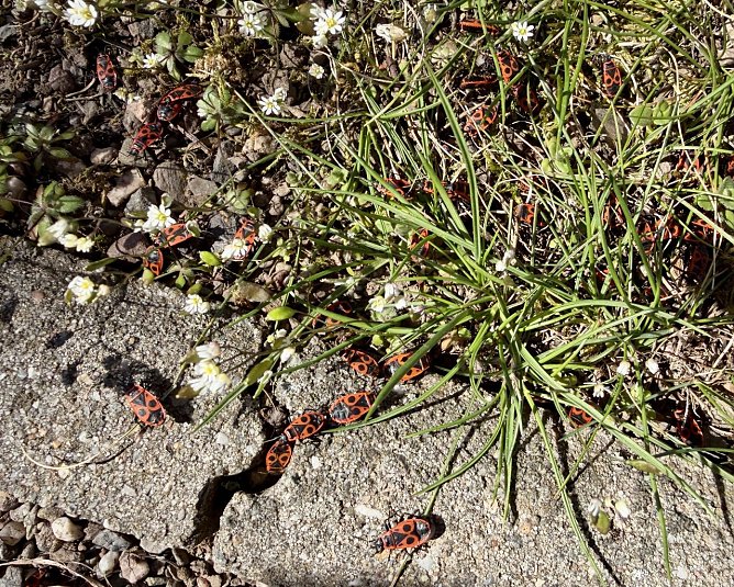 Feuerwanzen (Foto: Monika Mund ) Feuerwanzen (Foto: Monika Mund )