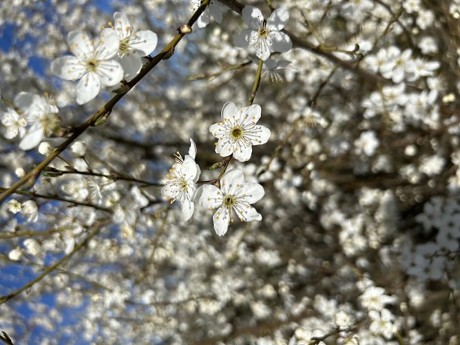 Fr&uuml;hlingsbl&uuml;ten  (Foto: Susanne Th&uuml;mmel)
