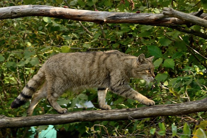 Wildkatze im Wildkatzendorf H&uuml;tscheroda (Foto: Thomas Stephan)