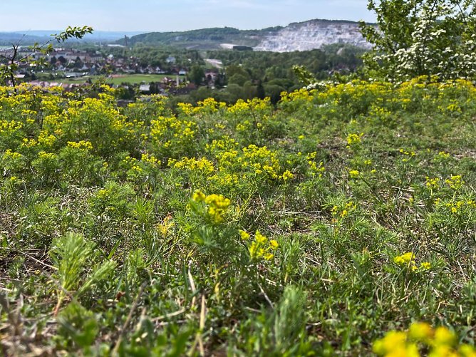 Symbolbild Fr&uuml;hling (Foto: ssc)