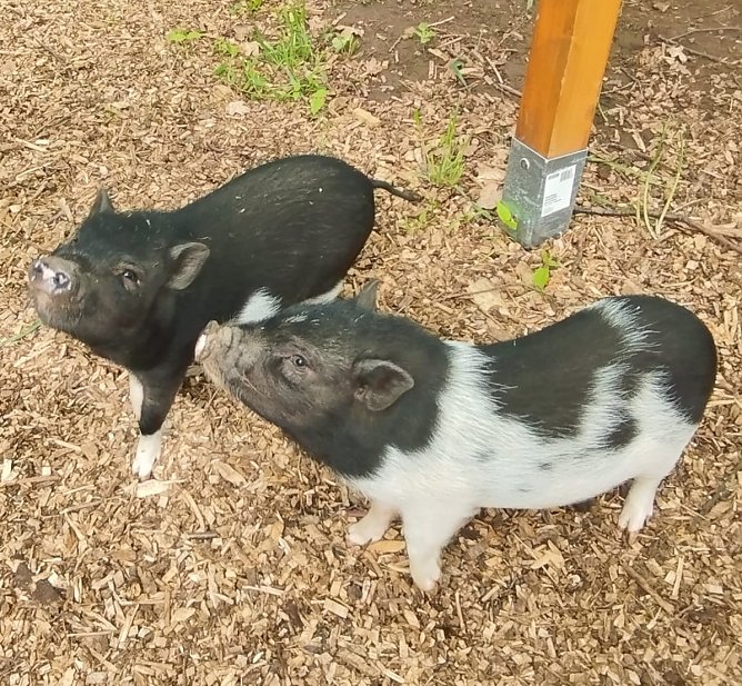 F&uuml;r diese beiden s&uuml;&szlig;en Schweine werden noch Namen gesucht.  (Foto: Nancy P&auml;tzold)