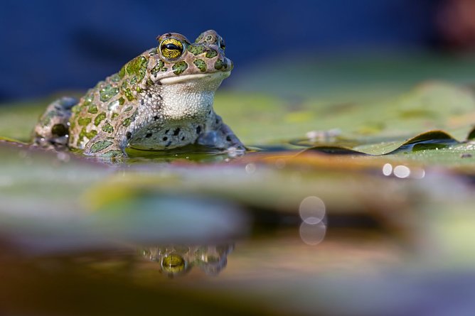 Die Wechselkr&ouml;te gilt laut Roter Liste Th&uuml;ringens als stark gef&auml;hrdet.  (Foto: Matthias Sch&auml;fer)