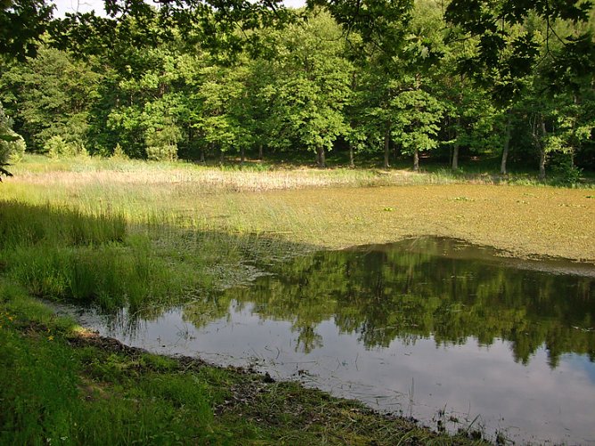 Pfaffenteich (Foto: Karl-Heinz Herrmann)