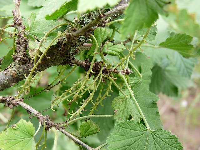 Johannisbeerraub (Foto: Karl-Heinz Herrmann)