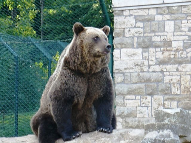 Hunde auf Possen (Foto: Hans-J&uuml;rgen Schmidt)