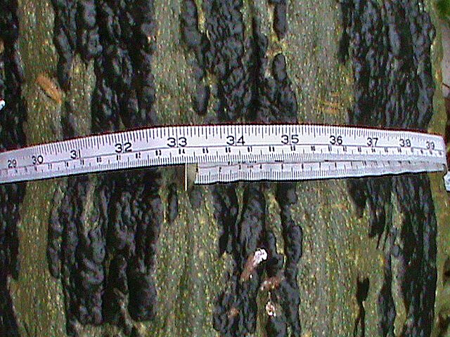 Riesen Zucchini (Foto: Heiko Range)