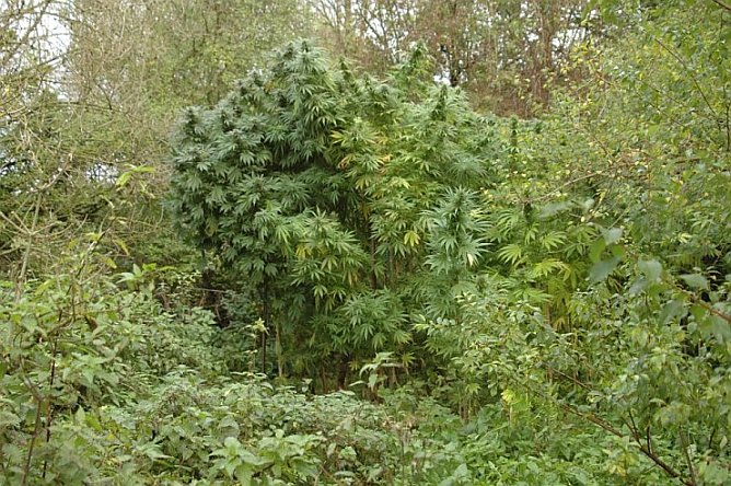 Erntegut (Foto: nnz)