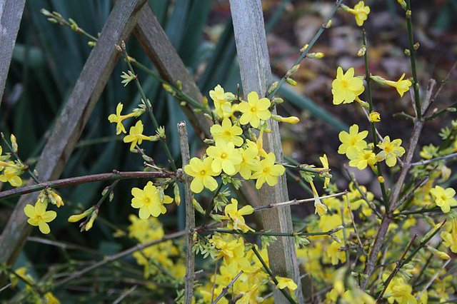Winterjasmin (Foto: Karl-Heinz Herrmann) Winterjasmin (Foto: Karl-Heinz Herrmann)