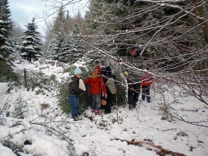 Tannenbaum im Winterwald (Foto: Karl-Heinz Herrmann)