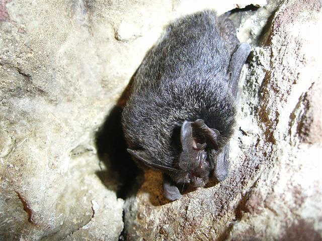 Mopsfledermaus (Foto: Wolfgang Sauerbier)