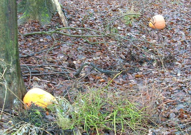 Kürbisse im Wald (Foto: Karl-Heinz Herrmann) Kürbisse im Wald (Foto: Karl-Heinz Herrmann)