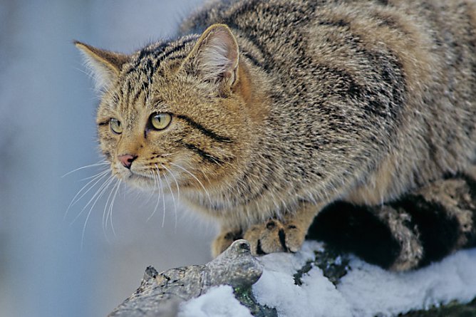Wildkatze im Schnee (Foto: Thomas Stephan, Munderkingen)