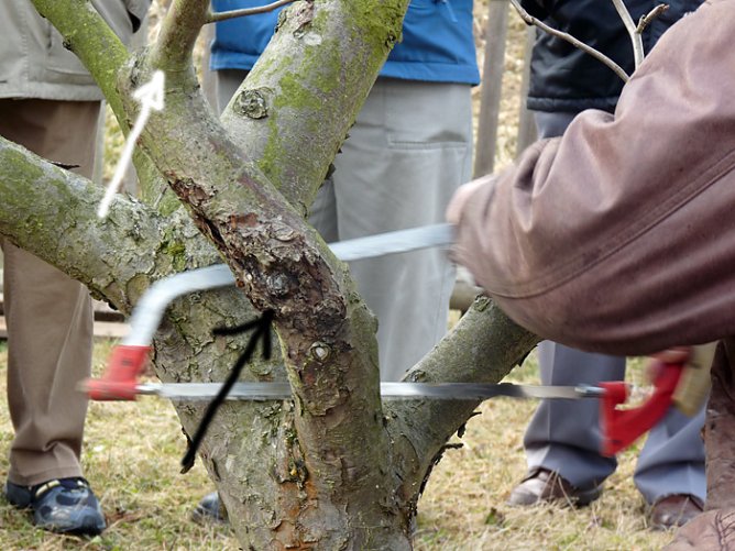 Baumschnittseminar (Foto: Karl-Heinz Herrmann)