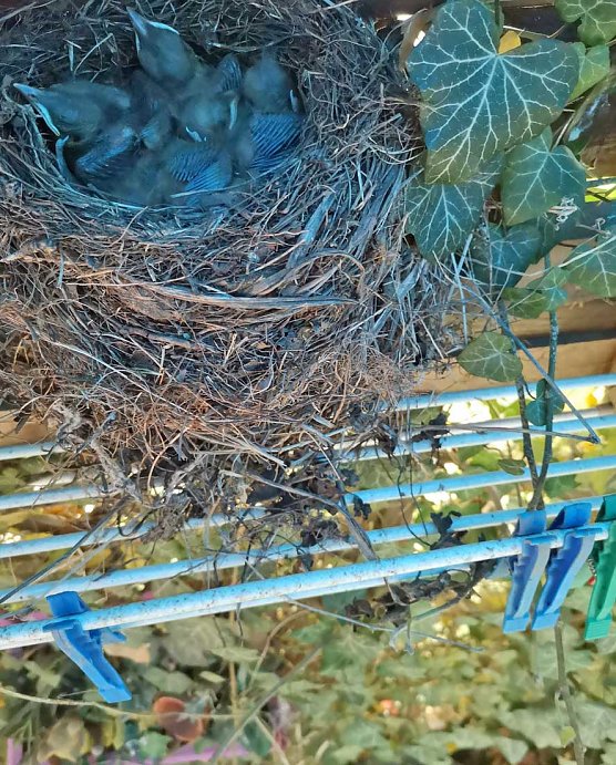 Bild: Besonderer Nistplatz im Garten