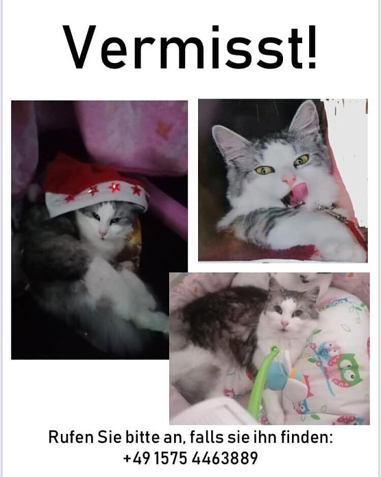 Bild: Dieser Kater wird vermisst.