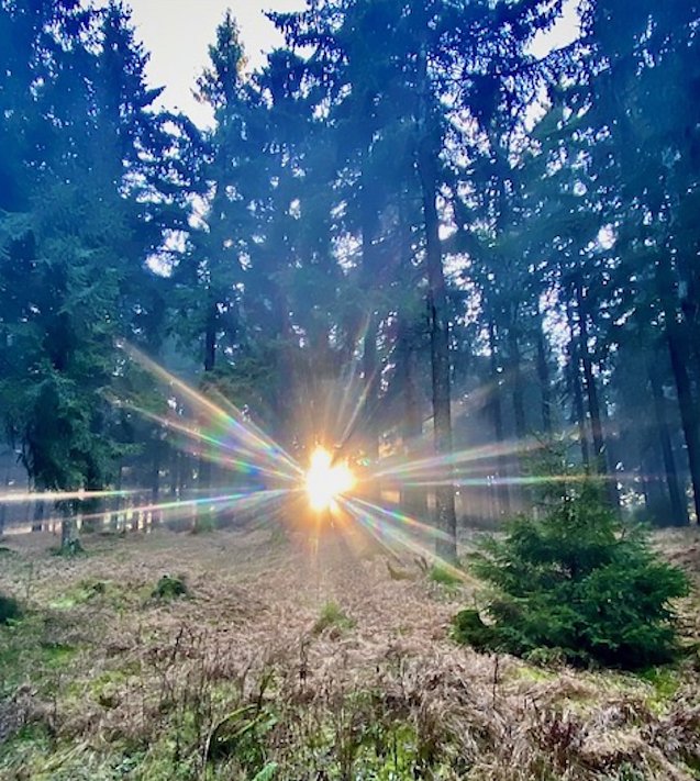 Bild: Sonnenstrahlen am Rennsteig