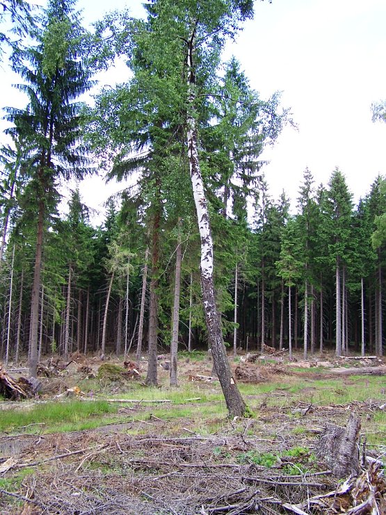 Bild: W&auml;hrend umliegende Fichten der Borkenk&auml;fersanierung zum Opfer fielen, lies der Waldbesitzende die Birke stehen: Sie sorgt durch Aussaat f&uuml;r einen kostenlosen Vorwald