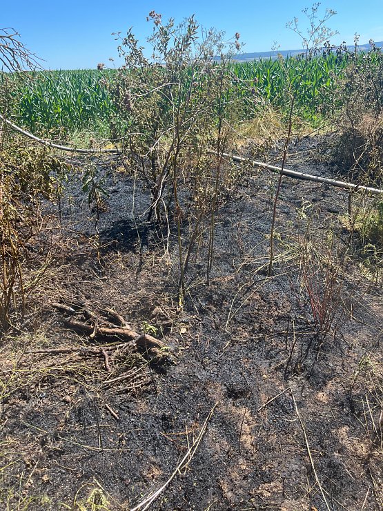 Bild: Fl&auml;chenbrand im Kyffh&auml;userkreis