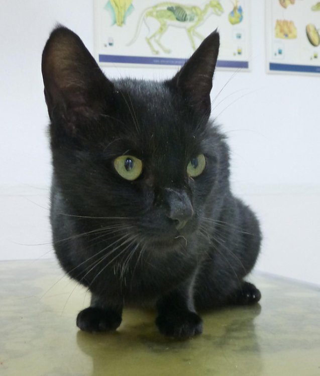 Bild: Katze