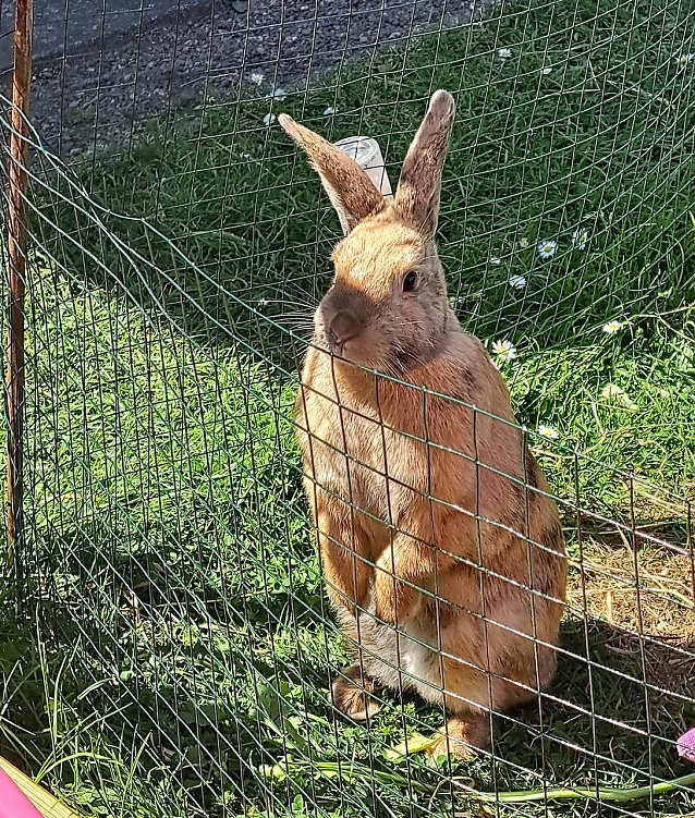 Bild: Hase Erna