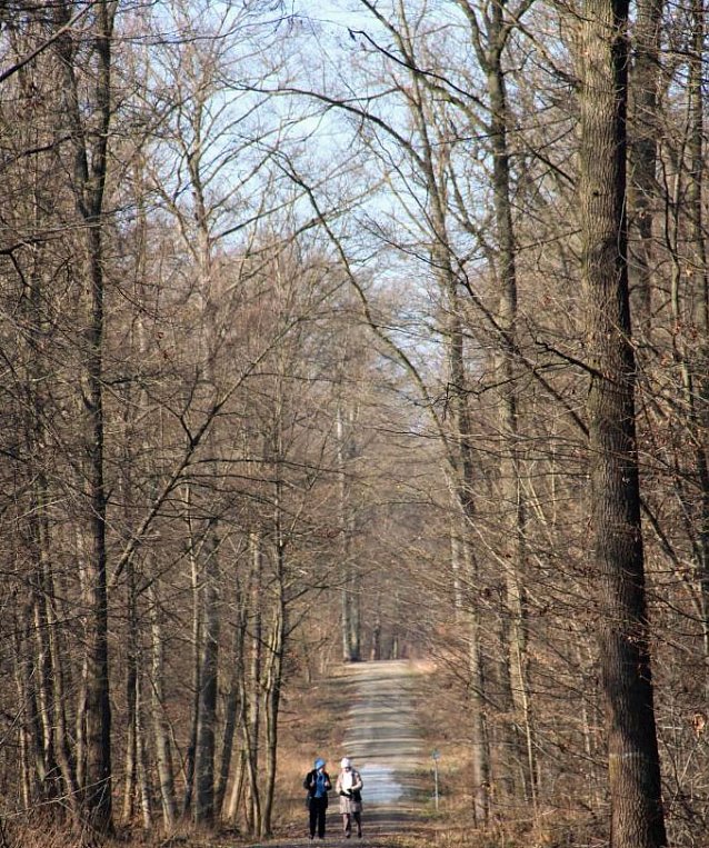 Bild: Verkraftet der Wald milde Winter?