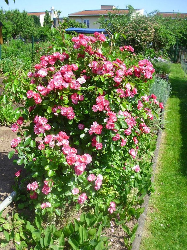Bild: Erste Rosenbl&uuml;te bereits zu Pfingsten