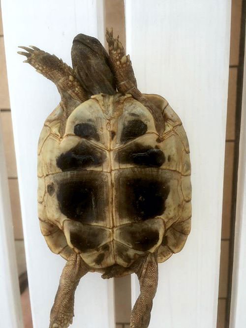 Bild: Griechische Landschildkr&ouml;te gefunden