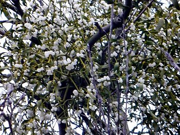 Mistelbeeren