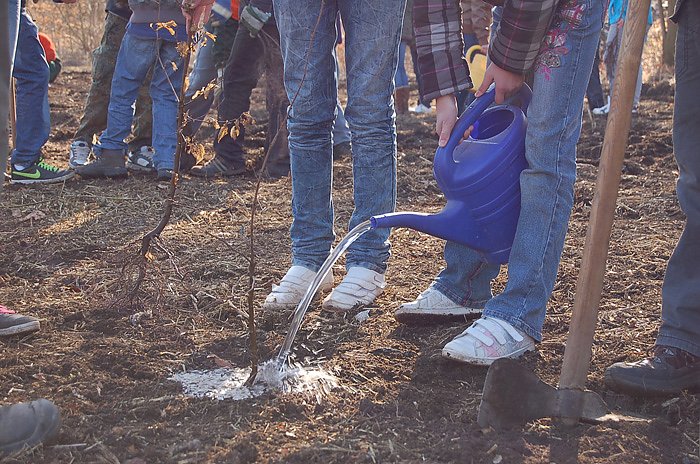 Baumpflanzung am Kyffh&auml;user