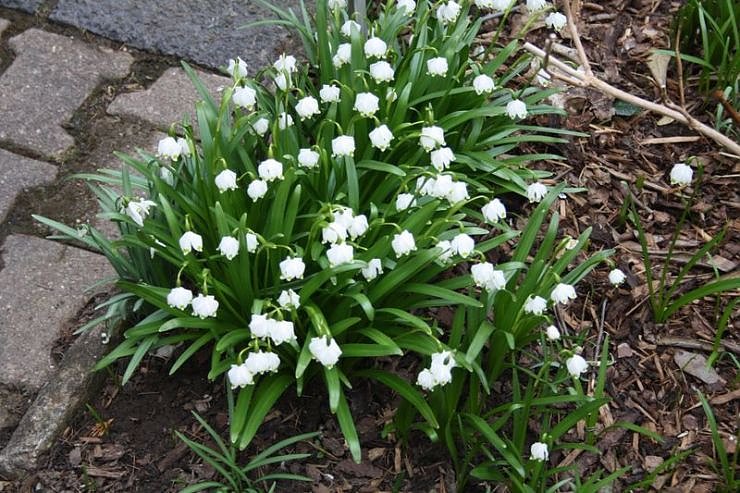 Fr&uuml;hling angekommen