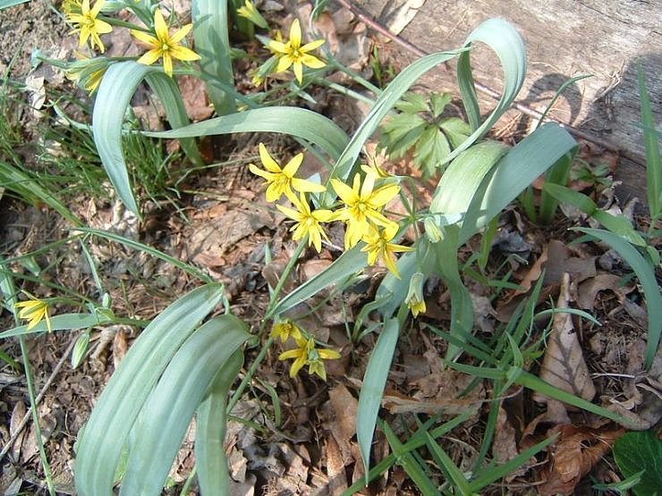 Fr&uuml;hling angekommen
