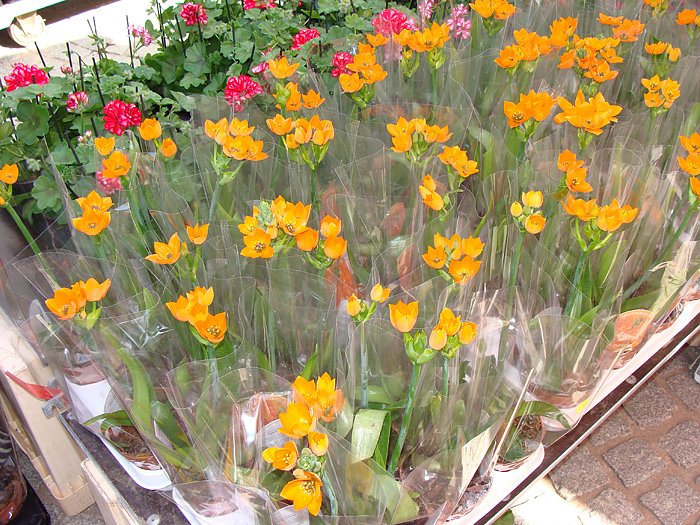 Ostermarkt Sondershausen