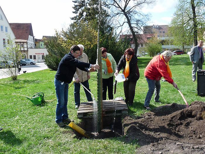 Baum gepflanzt