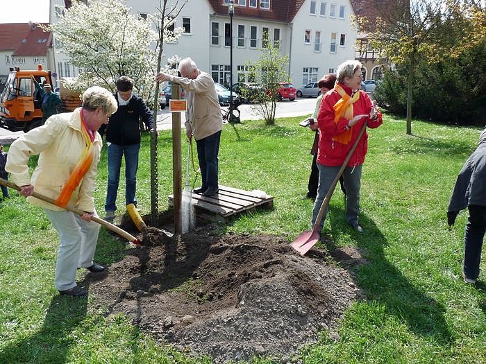 Baum gepflanzt