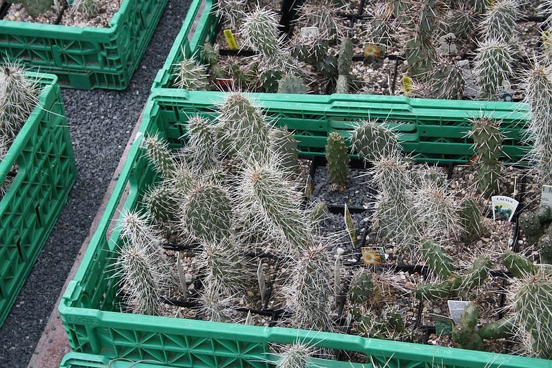 Kakkteen in Schernberg