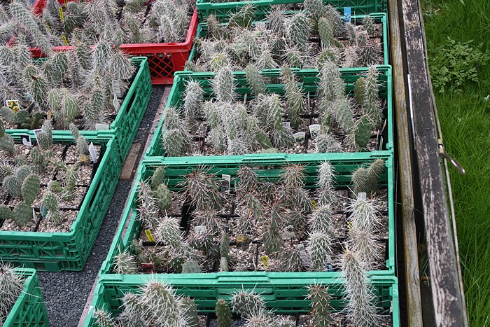 Kakkteen in Schernberg